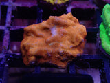 S51- LEPTOSERIS PACK