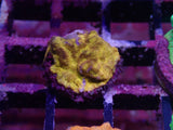 S51- LEPTOSERIS PACK