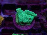 S51- LEPTOSERIS PACK