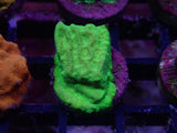 S51- LEPTOSERIS PACK