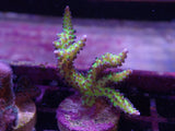 Aquacultured Seriatopora Dendritica Frag - Rare