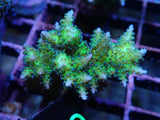 Aquacultured Seriatopora Dendritica Frag - Rare