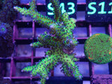 Aquacultured Seriatopora Dendritica Frag - Rare