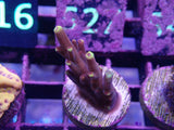 AQUACULTURED 'FOX FLAME' ACROPORA FRAG