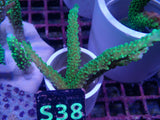 Aquacultured ‘ Dallas’ Acropora Frag