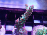 Aquacultured 'Strawberry Shortcake' Acropora Frag