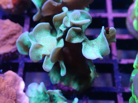 AQUACULTURED PAVONA CACTUS FRAG