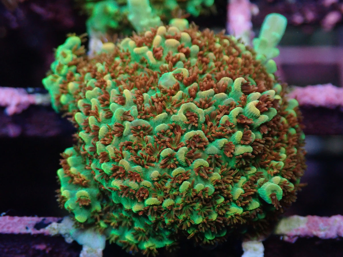 AQUACULTURED 'FRUITY PEBBLES' ACROPORA FRAG – Gallery Aquatica