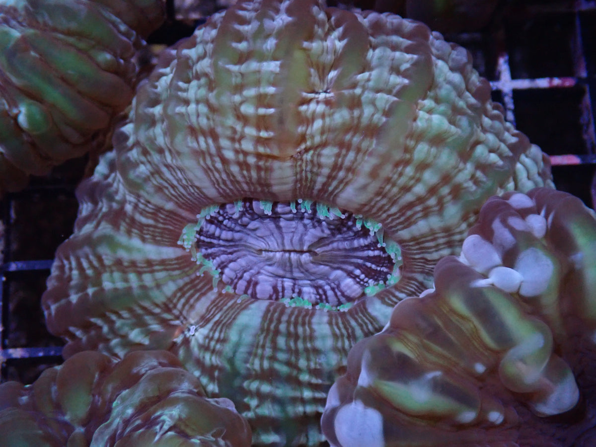 WILD CYNARINA CORAL - ASSORTED – Gallery Aquatica