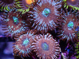 AQUACULTURED ‘MAGICIAN - PEOPLE EATER’ ZOANTHID FRAG