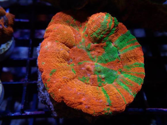 WILD BLEEDING APPLE SCOLYMIA