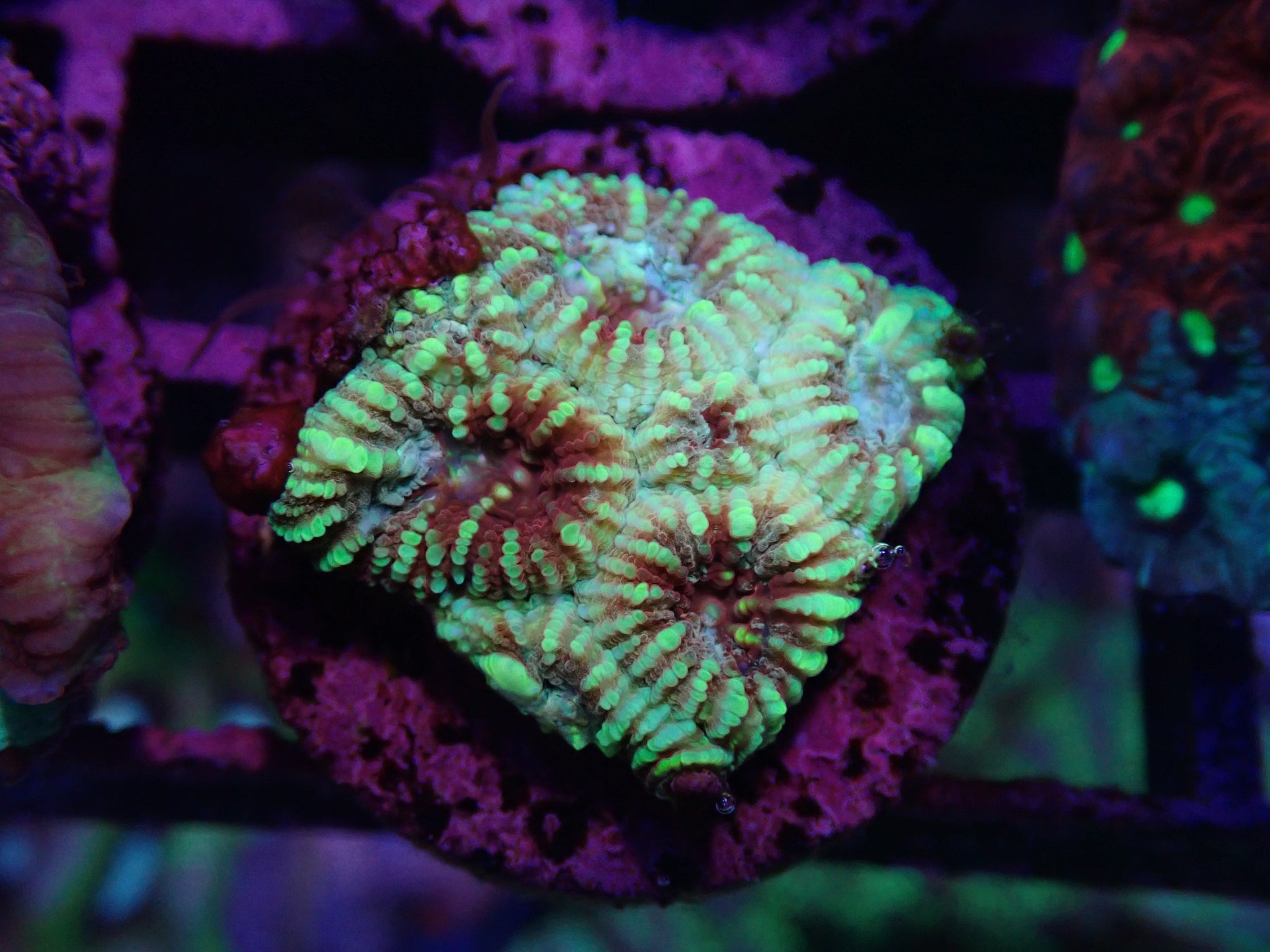 LPS CORAL – Gallery Aquatica