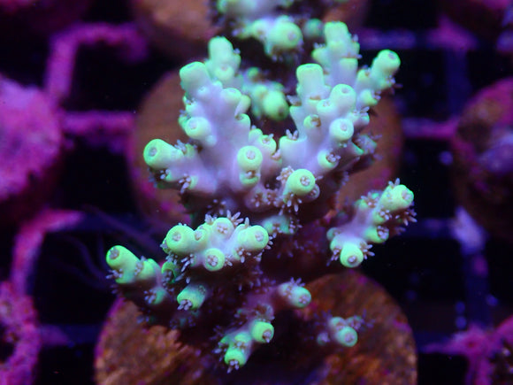 AQUACULTURED YELLOW TIP ACROPORA FRAG