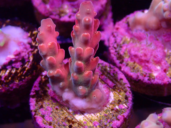 AQUACULTURED RED & GREEN ROSARIA FRAG
