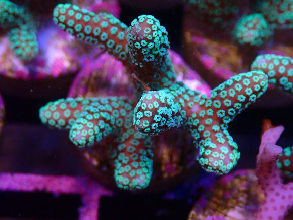 AQUACULTURED GREEN SERIATOPORA FRAG