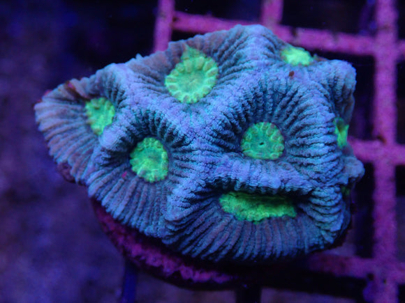 AQUACULTURED BLUE FAVIA FRAG