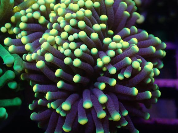 AQUACULTURED WA RASTA TORCH