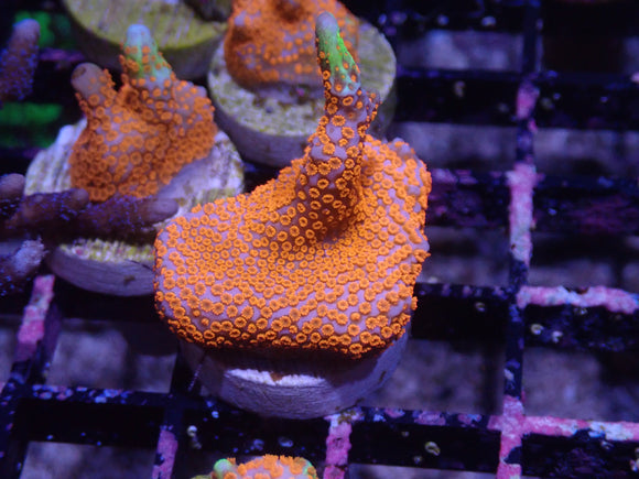 AQUACULTURED BUBBLEGUM DIGITATA MONTI FRAG