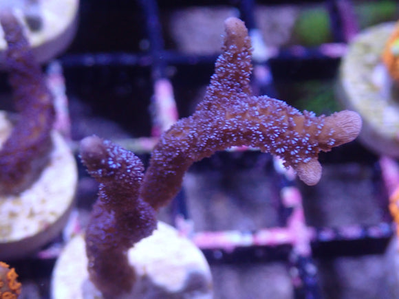 AQUACULTURED BLUE MONTIPORA DIGITATA FRAG