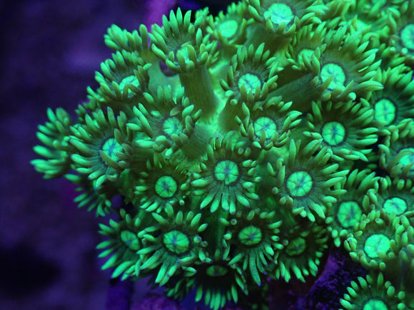 AQUACULTRED NEON GREEN GONI FRAG