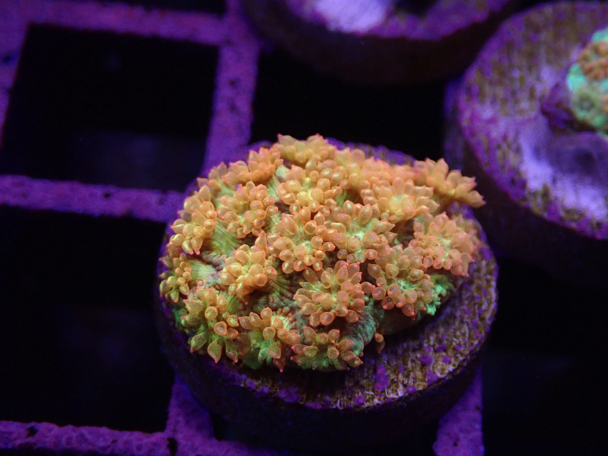 LPS CORAL – Gallery Aquatica