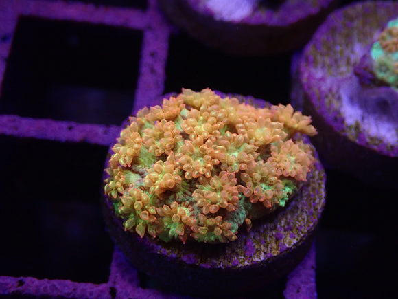 AQUACULTURED SUNSET BERNARDPORA FRAG