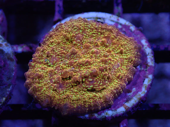 AQUACULTURED FAKEMEISTER CHALICE FRAG