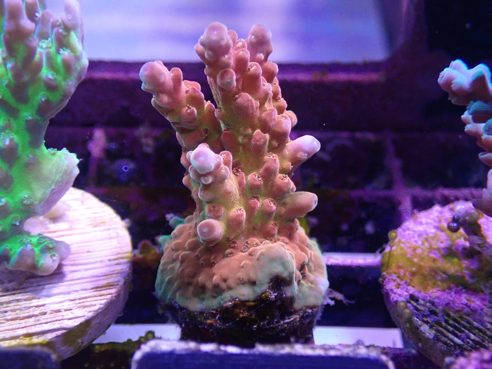 S34 - Rosaria Acro Frag – Gallery Aquatica