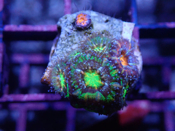 MONSOON AQUACULTURED GREEN ACAN FRAGS