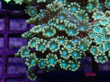 Aquacultured Golden Alveopora frag