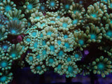 Aquacultured Golden Alveopora frag