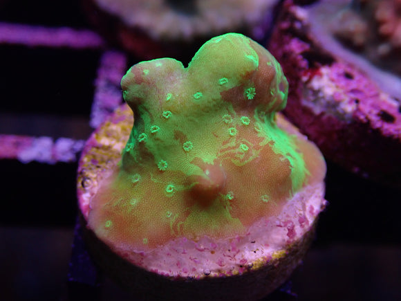 AQUACULTURED SR GRAFTED ROSARIA ACRO FRAG