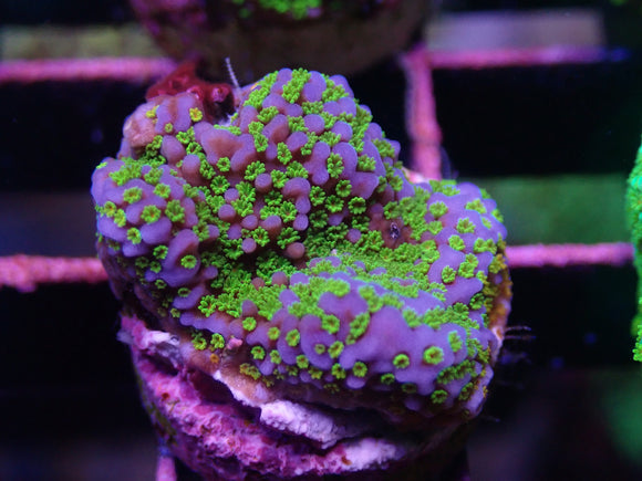 AQUACULTURED BLUEBERRY MONTI FRAG
