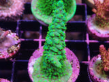 Aquacultured 'Dallas' Acropora Frag