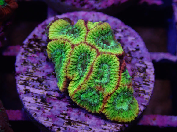 AQUACULTURED FAVIA FRAG