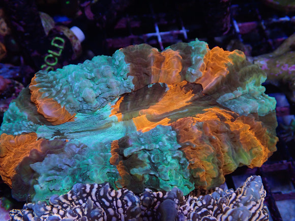 WYSIWYG WILD BLEEDING APPLE DESHAYESIANA LARGE