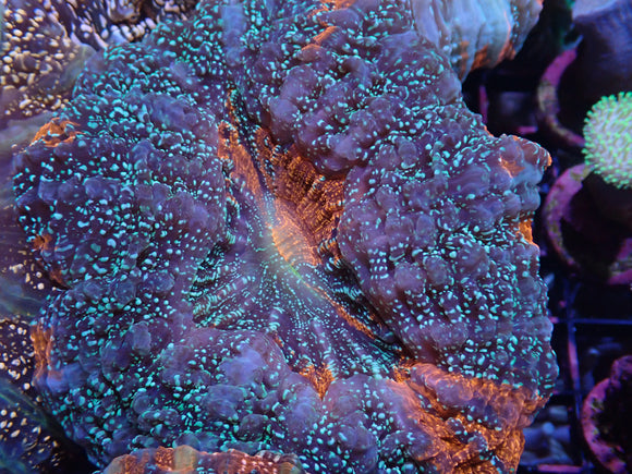 WYSIWYG WILD WAR PAINT DESHAYESIANA 2