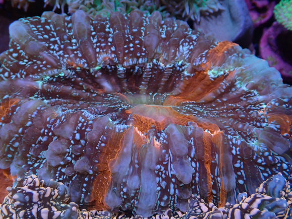 WYSIWYG WILD WAR PAINT DESHAYESIANA 3