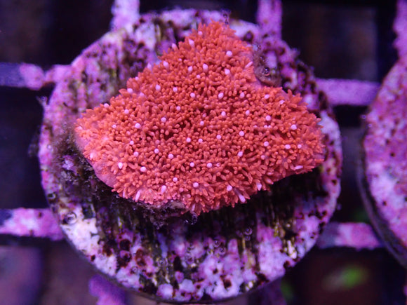 AQUACULTURED RED BERNARDPORA FRAG