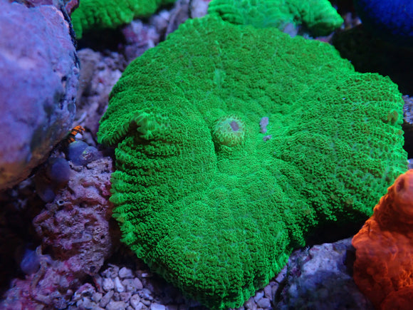 WILD GREEN RHODACTIS