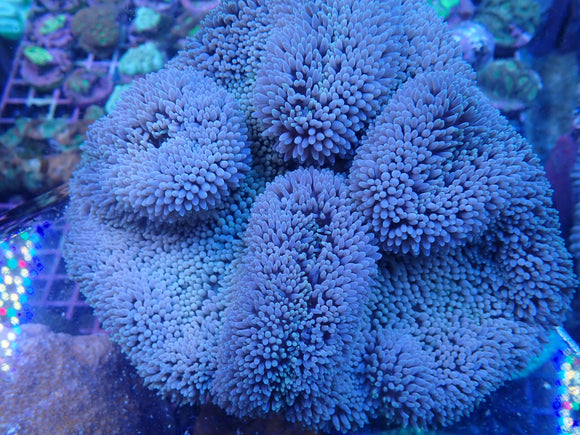 WILD PURPLE GIGANTEA ANEMONE