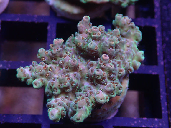 AQUACULTURED BARNACLE BOI ACRO FRAG