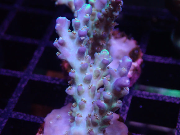 AQUACULTURED BLUEBERRY ACRO FRAG