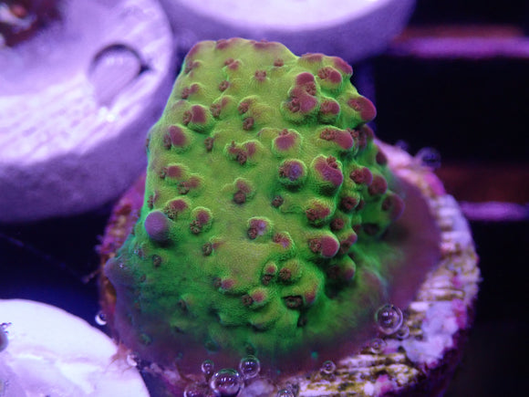 AQUACULTURED HELLS BELLS ACRO FRAG