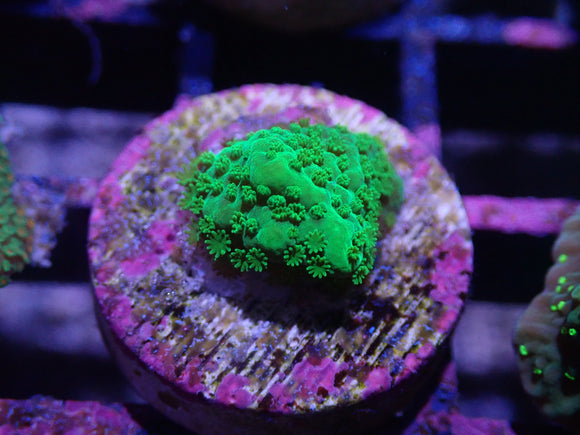 AQUACULTURED NEON GREEN MONTI FRAG
