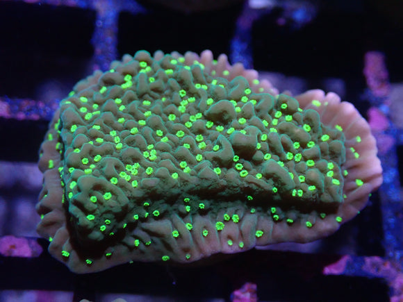 AQUACULTURED JF PINK RIM MONTI FRAG