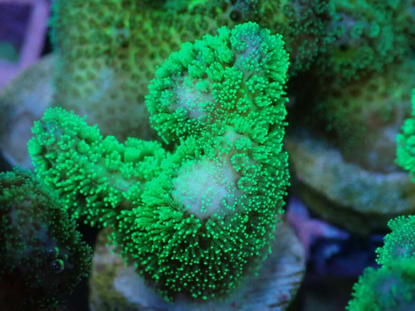 AQUACULTURED ULTRA GREEN POCILLOPORA FRAG – Gallery Aquatica