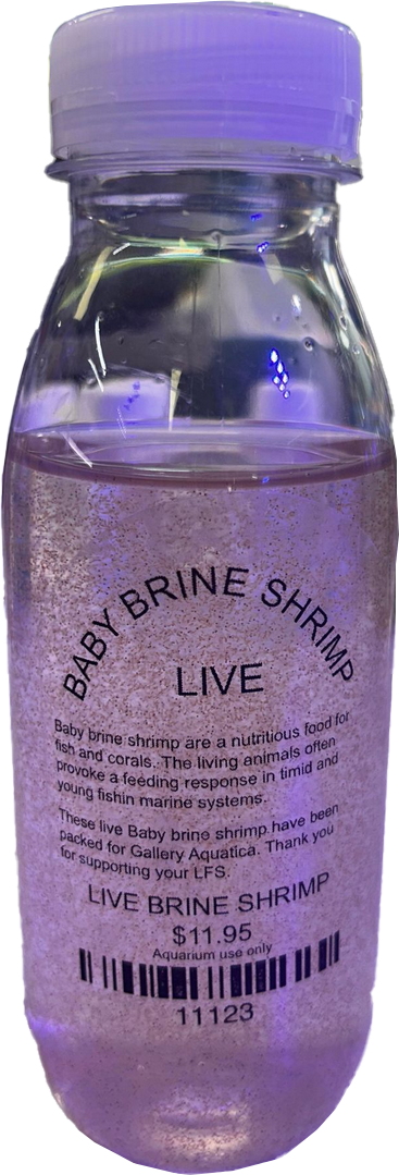 LIVE BABY BRINE SHRIMP