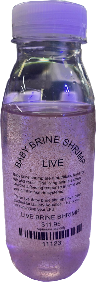 LIVE BABY BRINE SHRIMP Gallery Aquatica