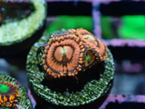 Aquacultured 'Pink Hooters' Zoanthid Frag